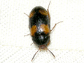 Mycetophagus quadripustulatus